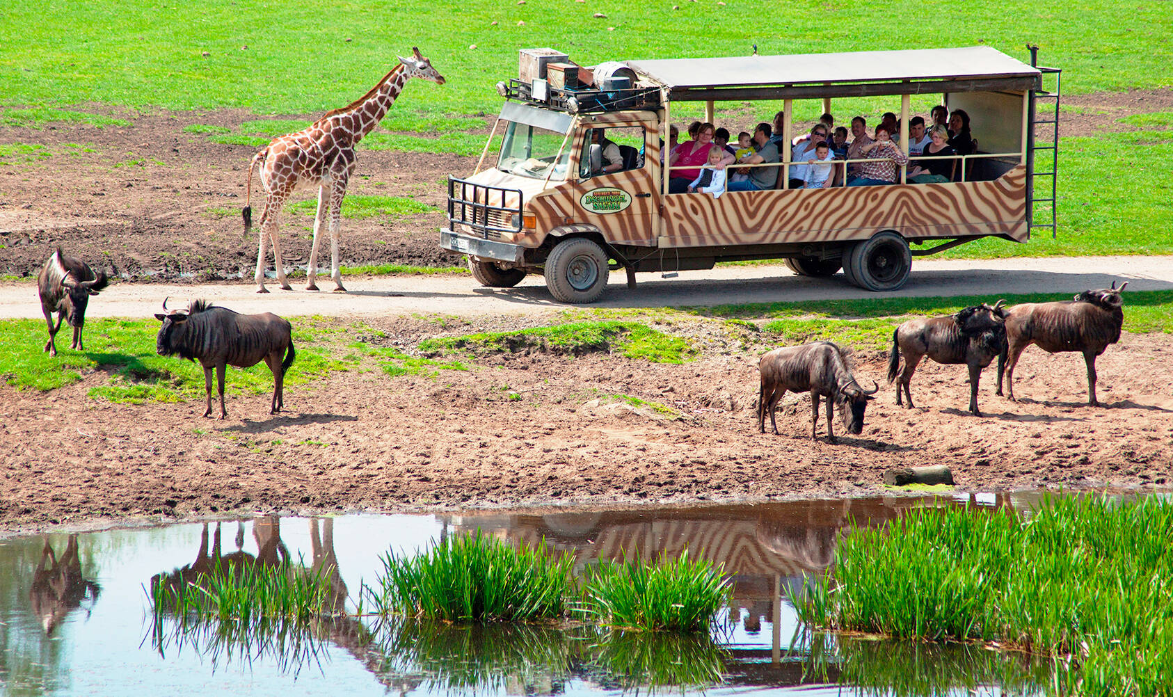 dschungel safari tour serengeti park